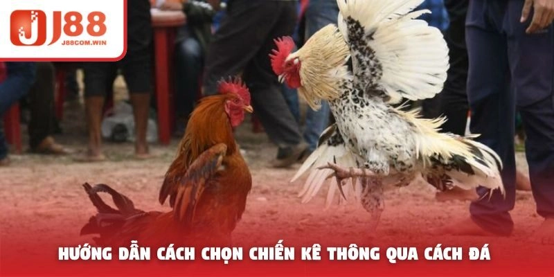 Hướng dẫn cách chọn chiến kê thông qua cách đá 